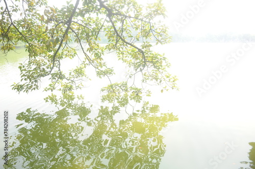 Tree around Hoan Kiem lake, Ha Noi, Viet Nam