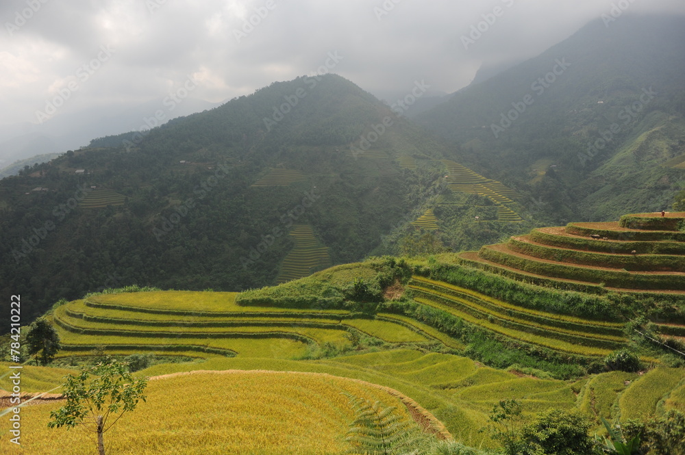 Fototapeta premium the terraces in the north of Viet Nam, Hoang Su Phi