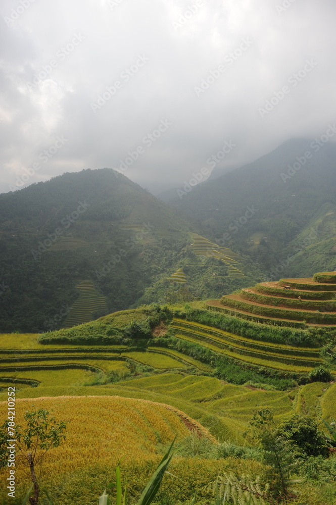 the terraces in the north of Viet Nam, Hoang Su Phi the terraces in the north of Viet Nam, Hoang Su Phi