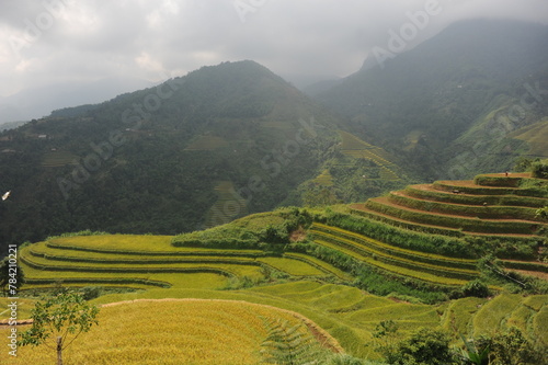 the terraces in the north of Viet Nam  Hoang Su Phi