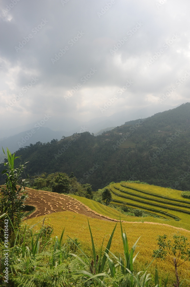 Fototapeta premium the terraces in the north of Viet Nam, Hoang Su Phi