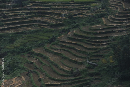 the terraces in the north of Viet Nam, Hoang Su Phi photo