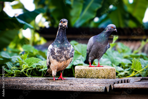 a beautiful pigeon stranding on a roof, pigeon with blur background photo