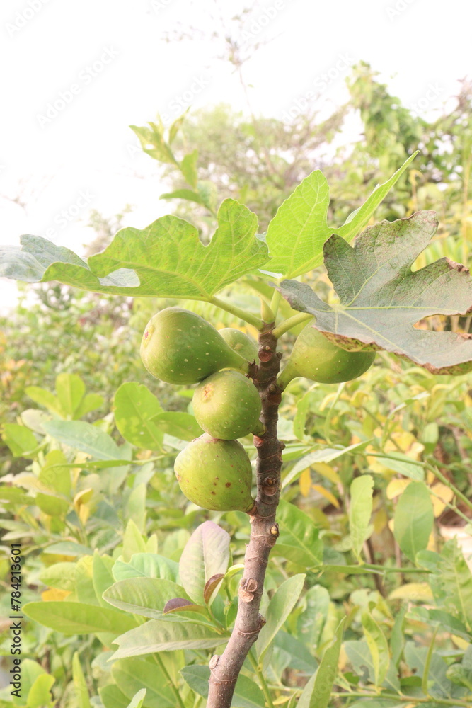 Obraz premium Fig fruit on tree in farm