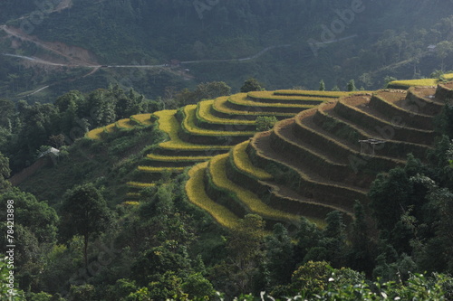 The ladder farms in the north of Vietnam photo