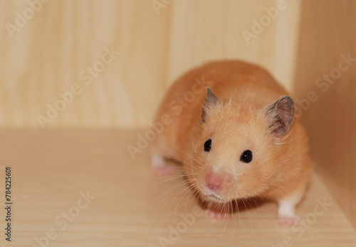 Golden hamster exploring a wooden shelf