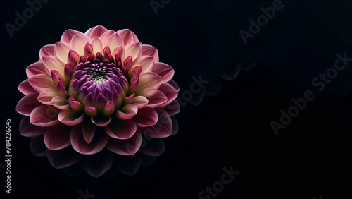 A close up of a flower on a black background generative AI