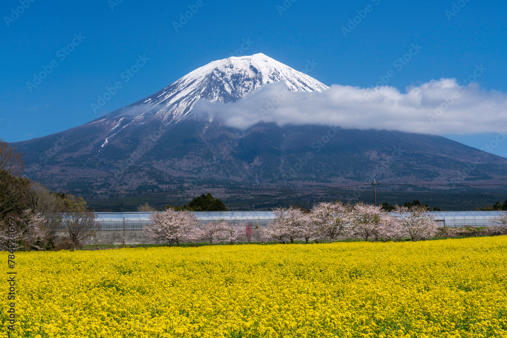 富士宮市から菜の花と富士山