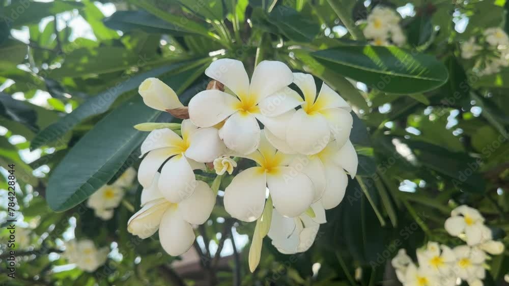 Beautiful Frangipani or Plumeria flower blooms on a tree in Vietnam. concept spring, summer, change of season, bloom, tropical flowers Beautiful Frangipani or Plumeria flower blooms on a tree in Vietnam. concept spring, summer, change of season, bloom, tropical flowers