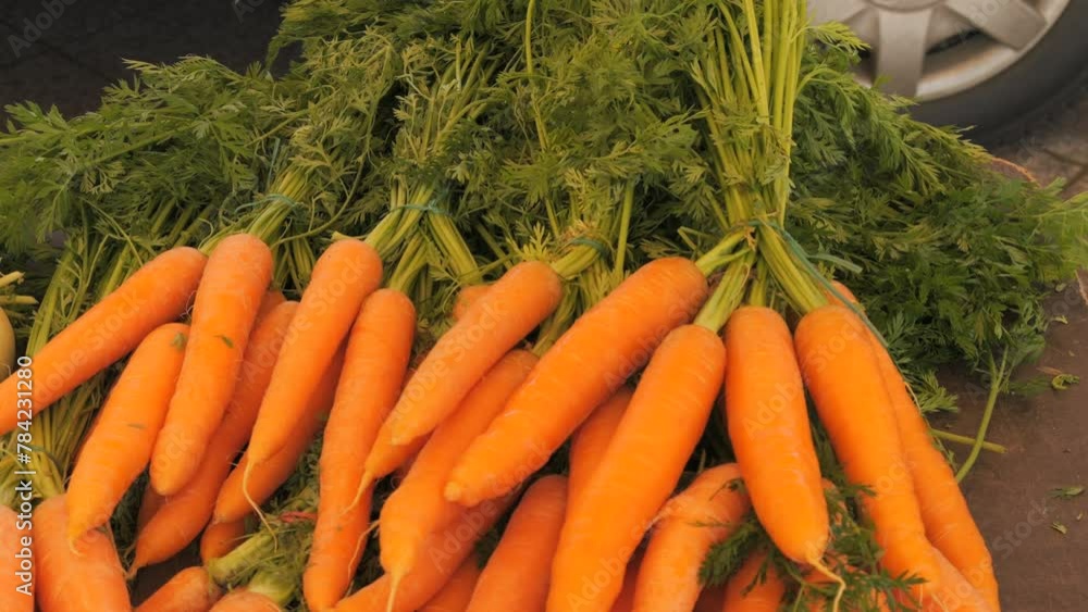 Fresh big beautiful organic carrots tied in bunches on farmer's market counters close-up view