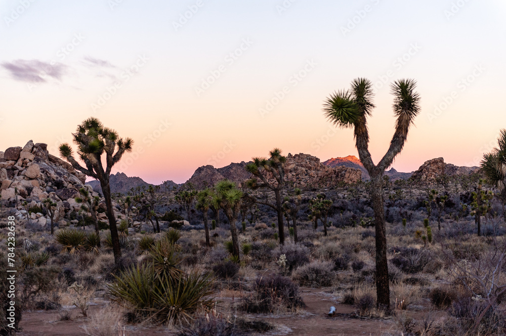 Impression of an early morning sunrise in Joshua Tree national park on an early winter morning.