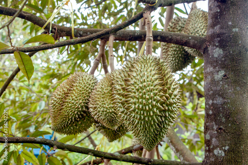 Photos "Plan your visit to durian orchards to witness firsthand the glory of durian on the tree, the undisputed king of fruits