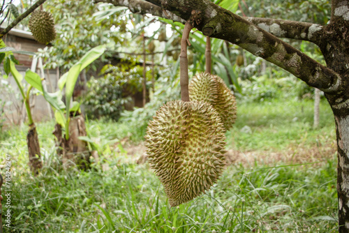  Find out where to experience the thrill of harvesting durian  the king of fruits  straight from the tree.  