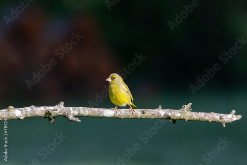 Tableau sur toile A European Greenfinch ( Chloris chloris) perched on a tree branch with a blurred background