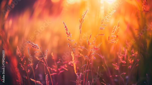 Wild grass in the forest at sunset. Macro image, shallow depth of field. Abstract summer nature background. Vintage filter © Alon