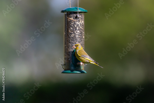 A European Greenfinch ( Chloris chloris) perched on a seed feeder with a blurred background.