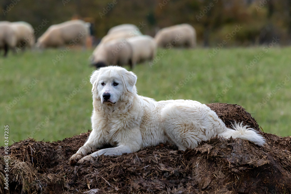 A Maremma guardian sheepdog sitting on a muck heap with blurred sheep in the background. A Maremma guardian sheepdog sitting on a muck heap with blurred sheep in the background.