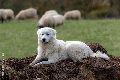 A Maremma guardian sheepdog sitting on a muck heap with blurred sheep in the background.