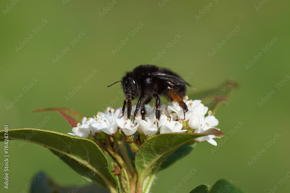 Close up female black hairy-footed flower bee (Anthophora plumipes) on white flowers of Laurustinus or laurustine (Viburnum tinus). Dutch garden. Spring, April, Netherlands Close up female black hairy-footed flower bee (Anthophora plumipes) on white flowers of Laurustinus or laurustine (Viburnum tinus). Dutch garden. Spring, April, Netherlands