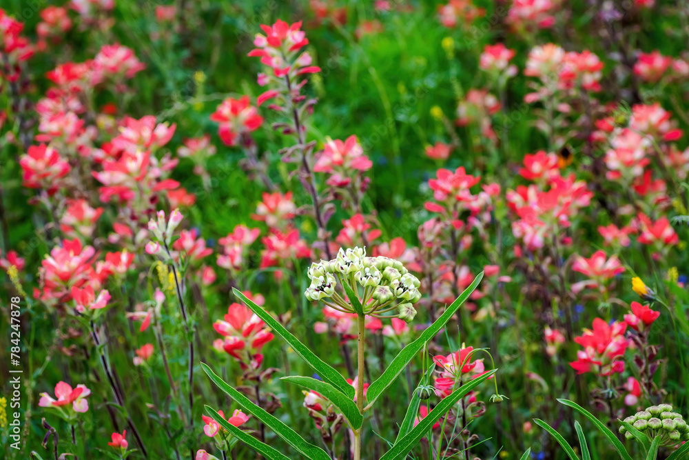 Spring wildflowers in Llano, Texas Spring wildflowers in Llano, Texas