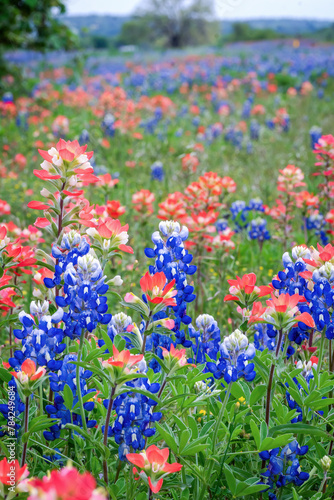 Spring wildflowers in Llano, Texas 