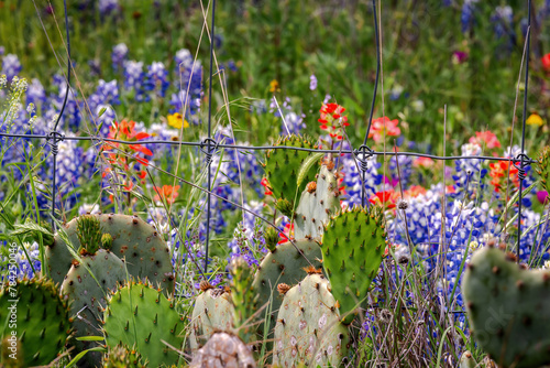 Spring wildflowers in Llano, Texas 