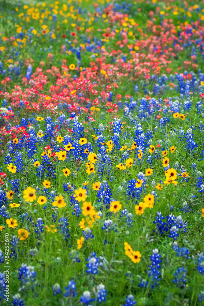 Spring wildflowers in Llano, Texas 