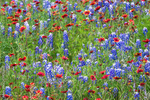 Spring wildflowers in Llano, Texas  photo