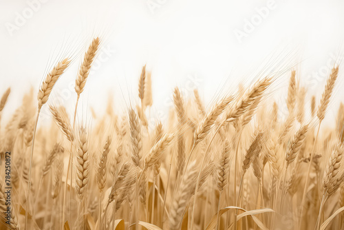 Wheat on a white background.