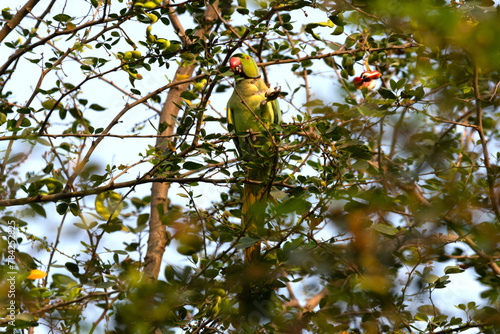 Rose-ringed parakeet aka ringneck parrot photo