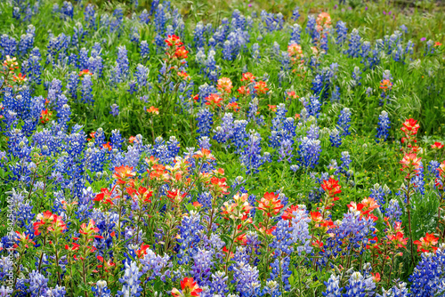 Spring wildflowers in Llano, Texas 