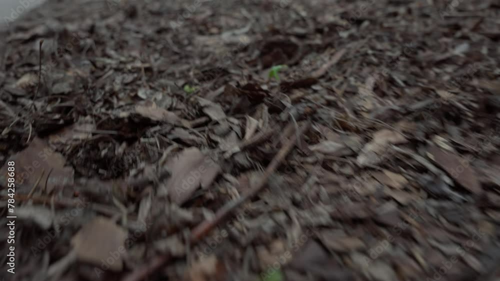 Camera slithering movement on the leaves into the black hole at the wall. Camera slithering movement on the leaves into the black hole at the wall.