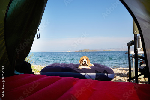 A beagle dog is resting on an air mattress on the shore of a lake. The view from the tent. Traveling with a pet.