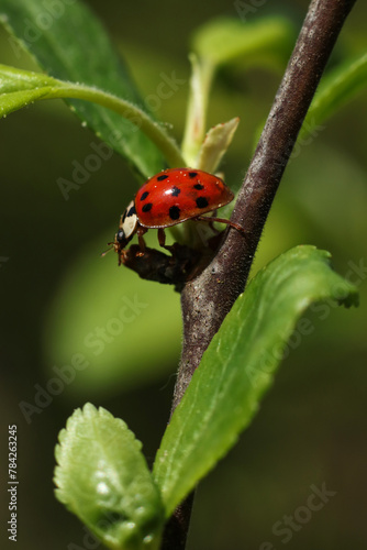 ladybug on a green leaf in nature. close-up