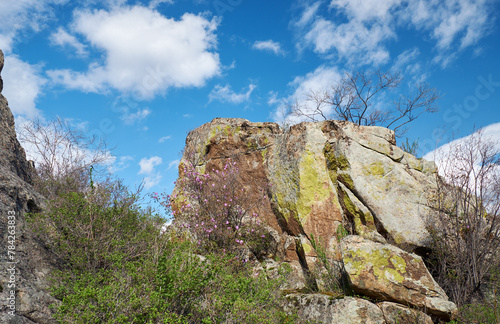 Rhododendron dauricum flowers. On background are rocks, covered by lishens and blue sky. photo