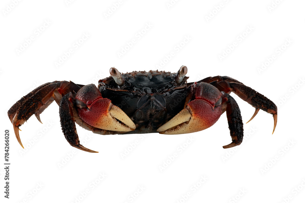 Fototapeta premium Close up of a apple crab