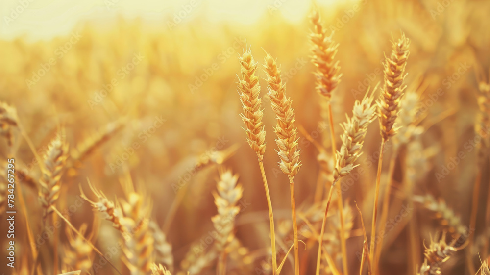Fototapeta premium Stunning Wheat Field on a Sunny Day