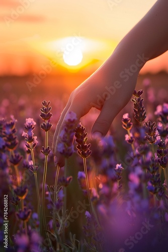 A gentle hand brushes through a field of lavender flowers during a serene sunset