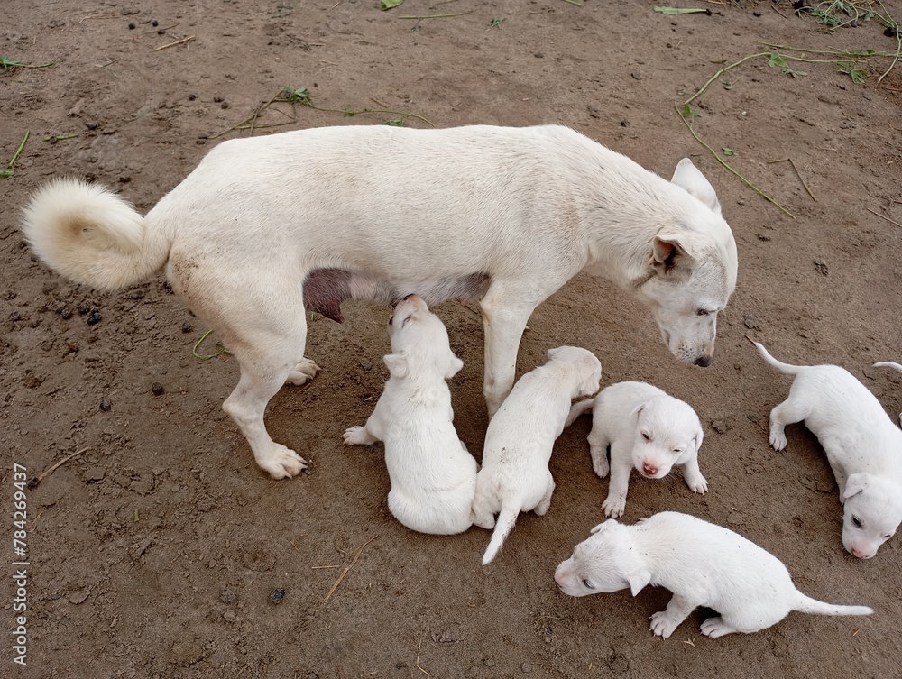 Indian Spitz feeding milk white puppies Indian Spitz feeding milk white puppies