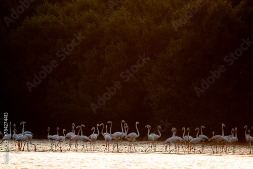 Flamboyant Flamingos at Thane Creek- Mumbai's must visit