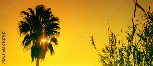Seascape in the evening. Palm tree and sedge on the beach against the sunset sky. Tropical evening landscape. Beautiful tropical nature