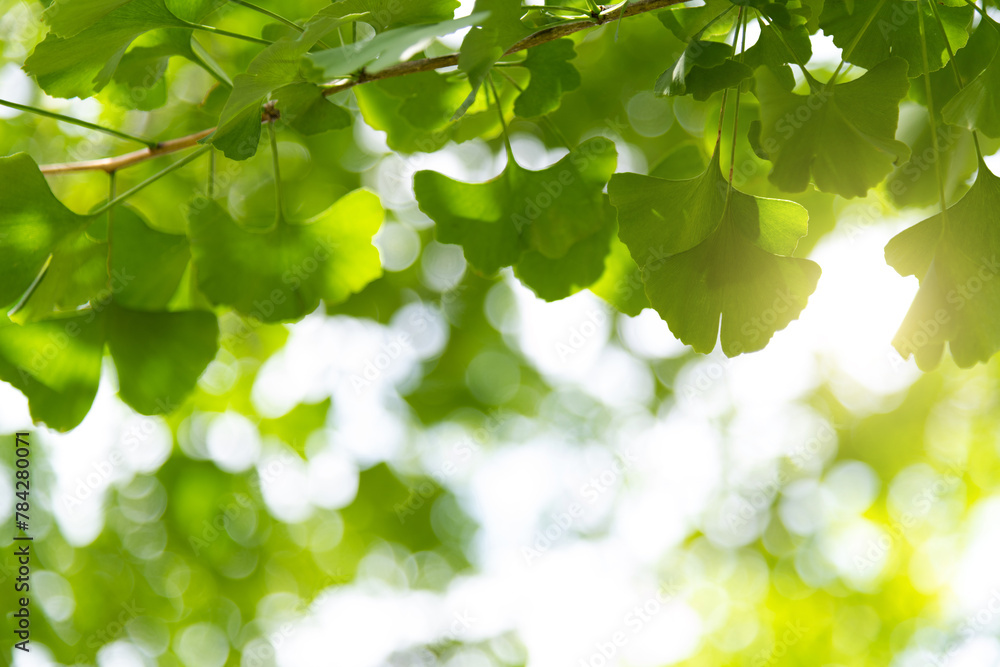 Background of ginkgo tree leaves Background of ginkgo tree leaves