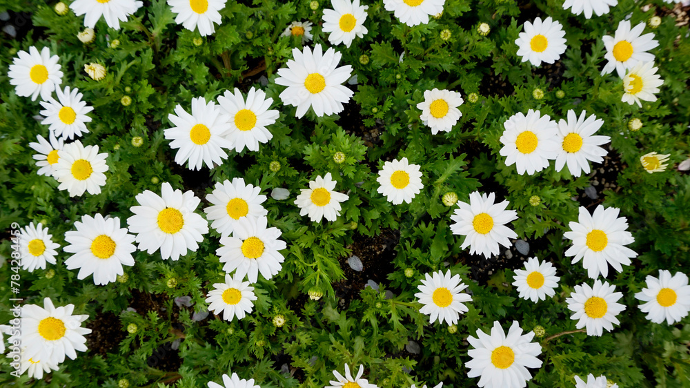 Fototapeta premium 데이지 자연 nature 꽃 flower