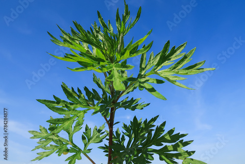 Artemisia vulgaris Common Wormwood Mugwort flower