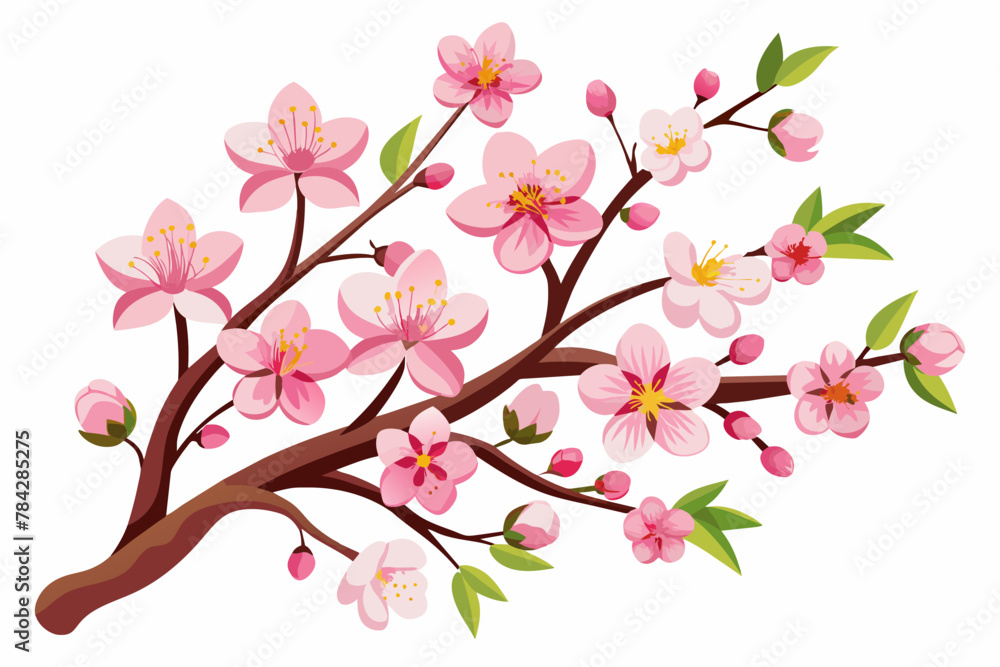  illustration-of-cherry-blossom-on-white-background