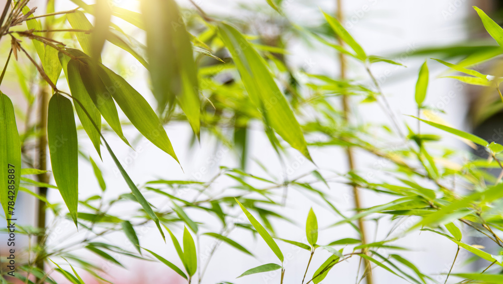 Obraz premium Background of green bamboo leaves
