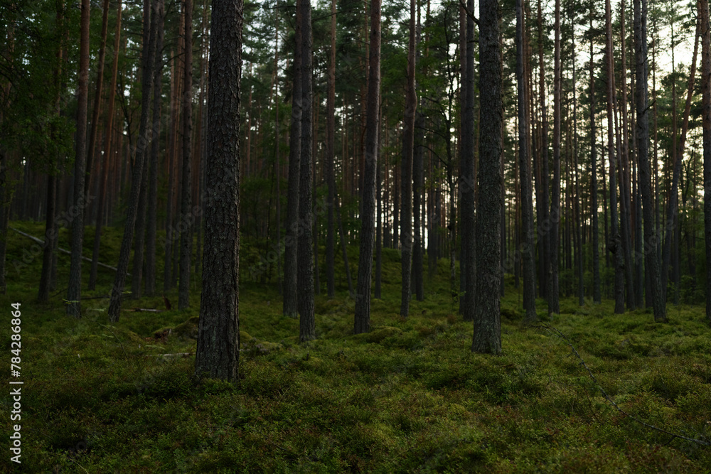 Pine forest after a large scale fire in France, Landscape of a burnt forest, New green vegetation after a forest fire Pine forest after a large scale fire in France, Landscape of a burnt forest, New green vegetation after a forest fire
