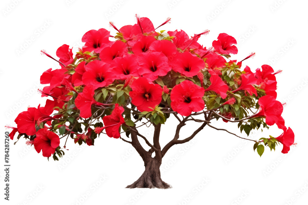 Fototapeta premium An image of the red hibiscus plant. Bright red hibiscus flowers in full bloom. Isolated on white background, Isolated on a transparent background.