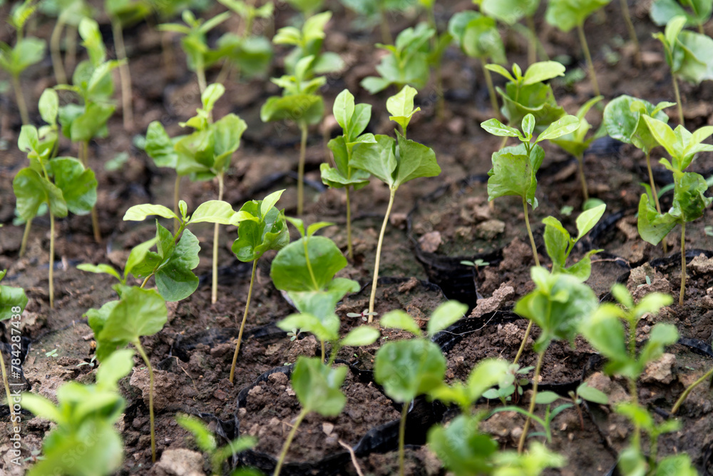 Coffee seedlings in the plantation Coffee seedlings in the plantation