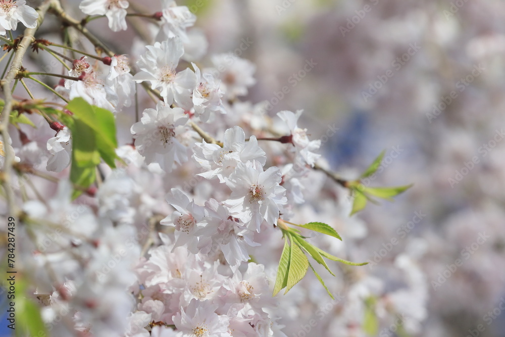 Obraz premium 日本の桜